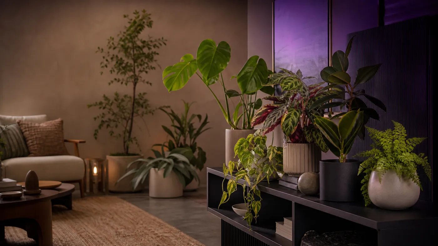 Curated cluster of lush potted houseplants in matte ceramic vessels on a dark shelf with soft violet ambient glow